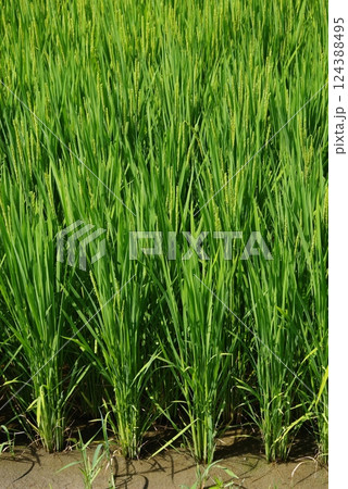 《米作りイメージ素材》夏の稲穂・青田風景 124388495