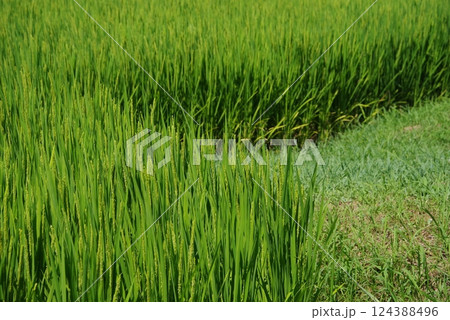《米作りイメージ素材》夏の稲穂・青田風景 124388496