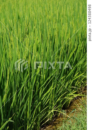 《米作りイメージ素材》夏の稲穂・青田風景 《米作りイメージ素材》夏の稲穂・青田風景 124388498
