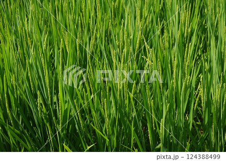 《米作りイメージ素材》夏の稲穂・青田風景 《米作りイメージ素材》夏の稲穂・青田風景 124388499