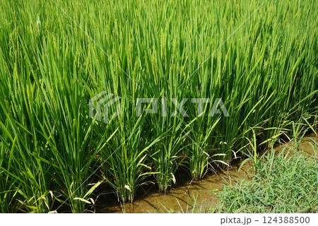 《米作りイメージ素材》夏の稲穂・青田風景 124388500