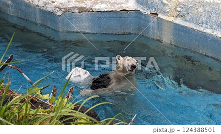 ポリタンクで遊びながら泳ぐシロクマ ポリタンクで遊びながら泳ぐシロクマ 124388501