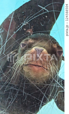 ガラス越しにこちらを見つめるカリフォルニアアシカ ガラス越しにこちらを見つめるカリフォルニアアシカ 124388504