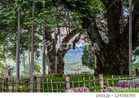 飛騨高山　青葉の荘川桜　夏　7月 124388760