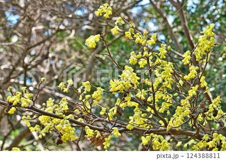 黄色いトサミズキの花(春、三月) 黄色いトサミズキの花(春、三月) 124388811