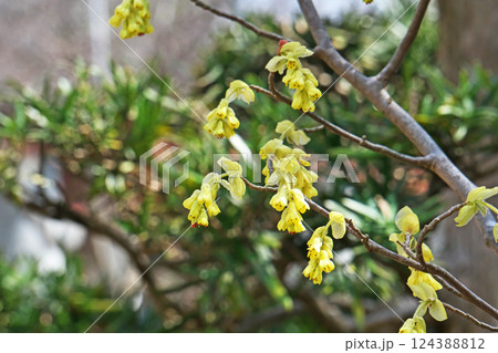 黄色いトサミズキの花（春、三月） 124388812