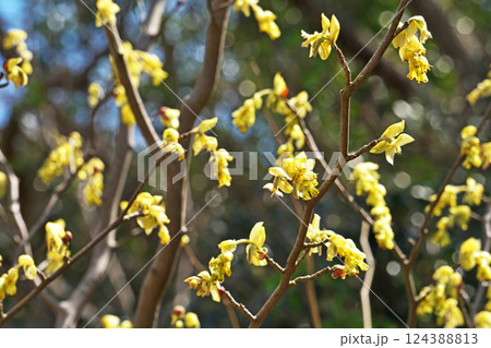 黄色いトサミズキの花（春、三月） 124388813