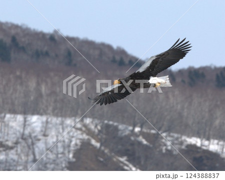 獲物を狙って旋回するオオワシ 124388837