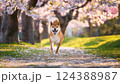桜の咲いた公園で走っている柴犬 124388987