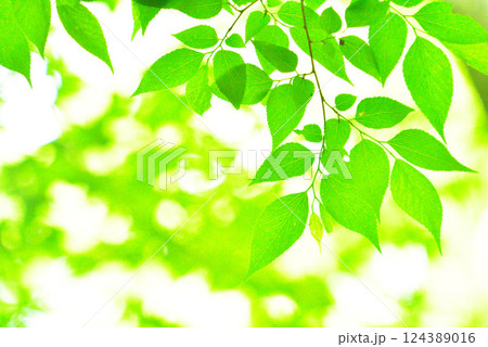 爽やか春の芽吹き 新緑 爽やか春の芽吹き 新緑 124389016