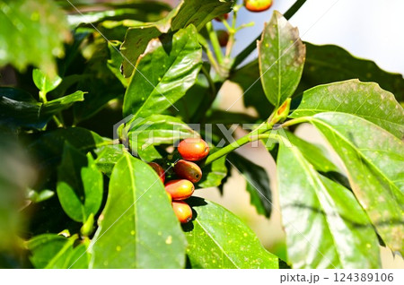 春に赤く色付くアオキの実 春に赤く色付くアオキの実 124389106