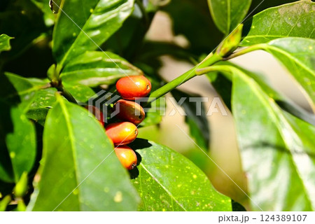 春に赤く色付くアオキの実 124389107