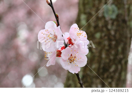 春の訪れを告げる杏子の花 春の訪れを告げる杏子の花 124389215