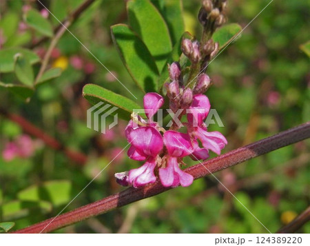 コマツナギ 駒繋ぎ 山野草 コマツナギ 駒繋ぎ 山野草 124389220