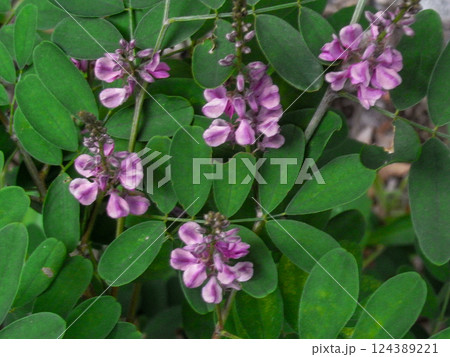 コマツナギ 駒繋ぎ 山野草 コマツナギ 駒繋ぎ 山野草 124389221