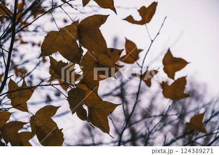 [南港平林]色褪せた紅葉 124389271