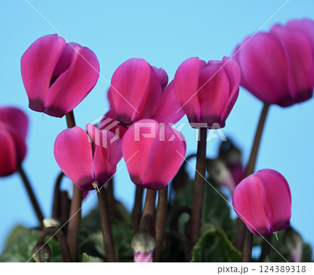 真っ赤に燃えるシクラメン　（ fix撮影 ） 124389318