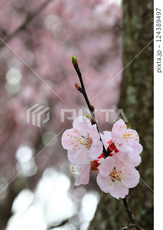 春の訪れを告げる杏子の花 124389497
