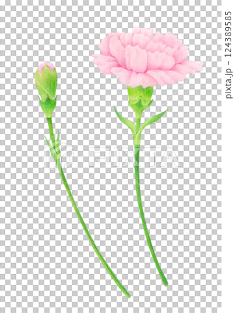 Hand-drawn illustration of carnation flower. Hand-drawn illustration of carnation flower. 124389585