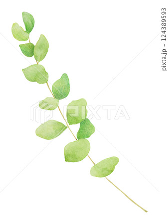 Hand-drawn illustration of eucalyptus. 124389593