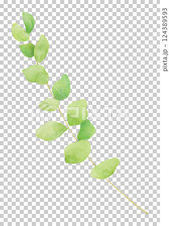 Hand-drawn illustration of eucalyptus. 124389593