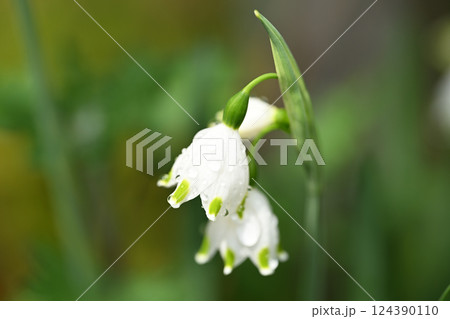 春雨とスズランスイセン（鈴蘭水仙） 124390110