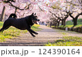 桜が咲く公園で遊んでいる黒柴 124390164