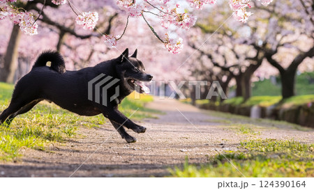 桜が咲く公園で遊んでいる黒柴 124390164