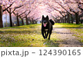 桜が咲く公園で走っている笑顔の黒柴 124390165