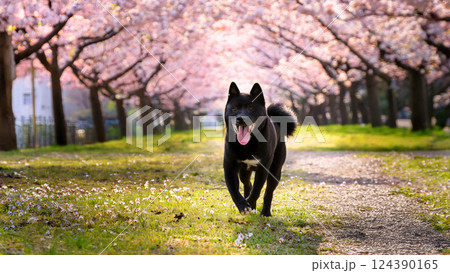 桜が咲く公園で走っている笑顔の黒柴 124390165
