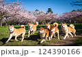 桜が咲く公園に集まっている茶色の柴犬集団 124390166