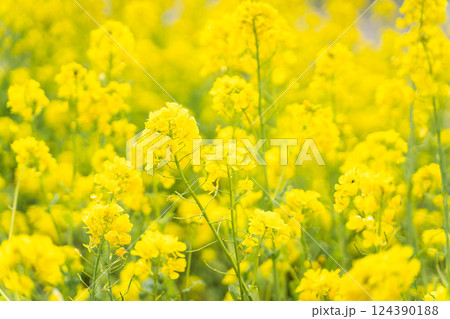 春色に染まる菜の花畑② 春色に染まる菜の花畑② 124390188