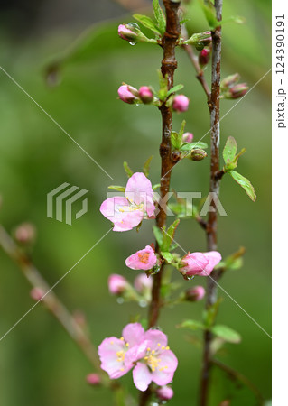 春雨とユスラウメ(山桜桃梅) 春雨とユスラウメ(山桜桃梅) 124390191