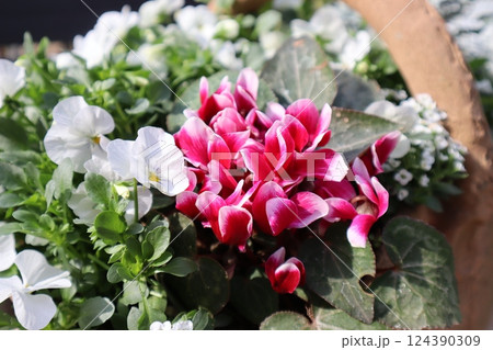 春に咲くガーデンシクラメンとビオラの寄せ植え 124390309