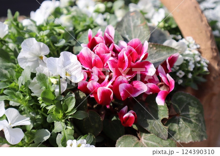 春に咲くガーデンシクラメンとビオラの寄せ植え 124390310