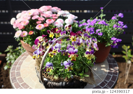 春の花の寄せ鉢 春の花の寄せ鉢 124390317