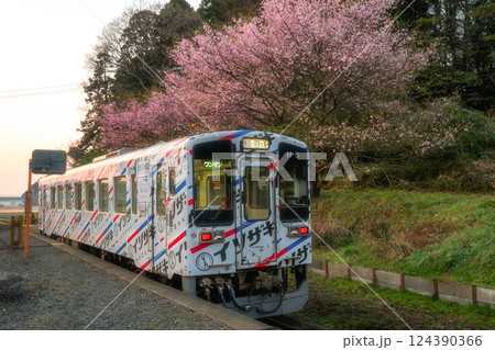 茨城県ひたちなか市 中根駅の大漁桜とひたちなか海浜鉄道 茨城県ひたちなか市 中根駅の大漁桜とひたちなか海浜鉄道 124390366