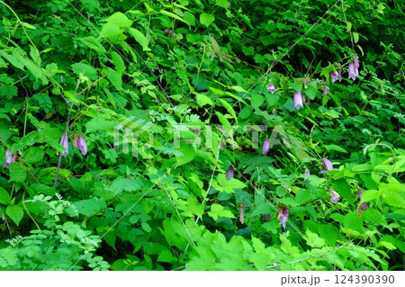 土手に咲くホタルブクロの花 【相模原市津久井 6月】 土手に咲くホタルブクロの花 【相模原市津久井 6月】 124390390