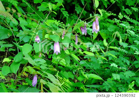 初夏に咲くホタルブクロ　【相模原市津久井　6月】 124390392