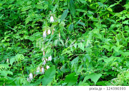 草むらに咲くホタルブクロの花　【相模原市津久井　6月】 124390393