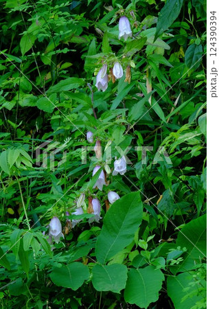 ホタルブクロ咲く土手　【相模原市津久井　6月】 124390394