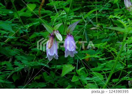 土手のホタルブクロ2輪咲く　【相模原市津久井　6月】 124390395