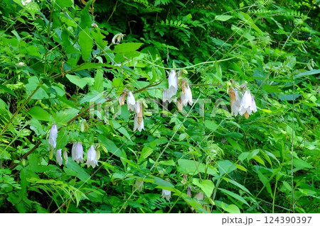 草むらのホタルブクロ咲く 【相模原市津久井 6月】 草むらのホタルブクロ咲く 【相模原市津久井 6月】 124390397