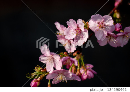 枝先の河津桜の花 枝先の河津桜の花 124390461