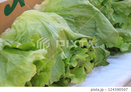 新鮮なレタス　大玉のレタス 124390507