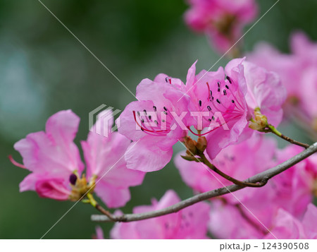 深山に咲く美しいアカヤシオ 124390508
