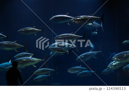 クロマグロの巨大水槽を見る人 124390513