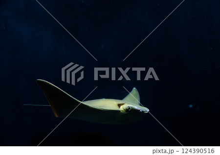 暗闇の中を泳ぐアカエイ 暗闇の中を泳ぐアカエイ 124390516