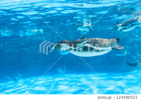 水中を泳ぐフンボルトペンギン 水中を泳ぐフンボルトペンギン 124390521
