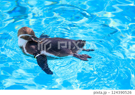 水面に浮かぶフンボルトペンギン 水面に浮かぶフンボルトペンギン 124390526